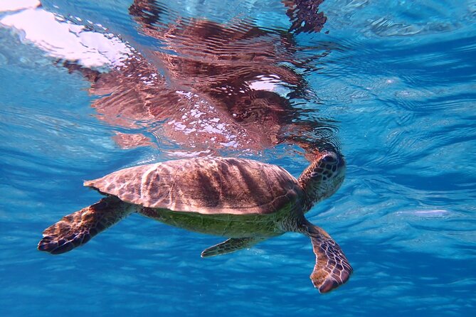 miyako-great-view-beach-sup-canoe-sea-turtle-snorkeling-activity-overview