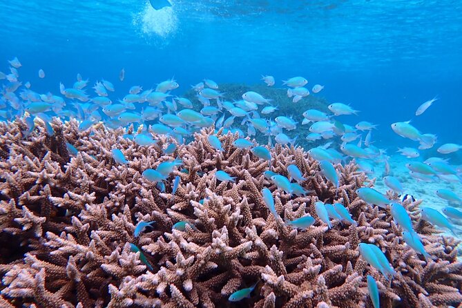 [Okinawa Miyako] [1 Day] SUPerb View Beach SUP / Canoe & Tropical Snorkeling !! - Cancellation Policy