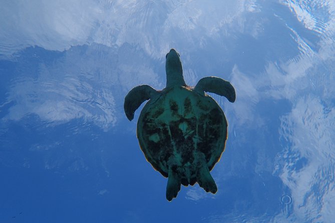 [Okinawa Miyako] Swim in the Shining Sea! Sea Turtle Snorkeling - Cancellation Policy