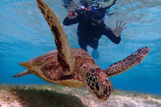 [Okinawa Miyako] Swim in the Shining Sea! Sea Turtle Snorkeling - Equipment Provided