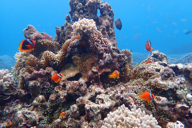 [Okinawa Miyako] Natural Aquarium! Tropical Snorkeling With Colorful Fish! - Additional Information and Safety Measures