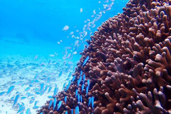 [Okinawa Miyako] Natural Aquarium! Tropical Snorkeling With Colorful Fish! - Directions for Meeting Place