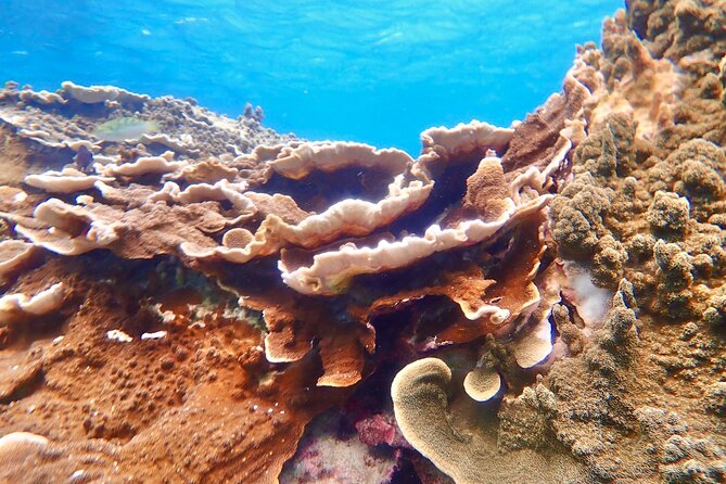 [Okinawa Miyako] Natural Aquarium! Tropical Snorkeling With Colorful Fish! - Detailed Tour Information