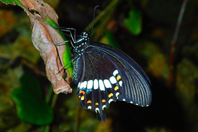 [Okinawa Miyako] Natural Planetarium! Starry Sky & Subtropical Jungle Night Tour - Pricing and Booking