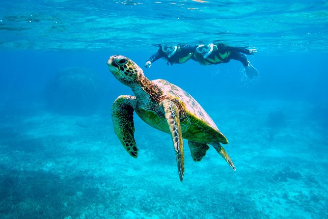 Miyakojima / Snorkel Tour to Swim With Sea Turtles - Maximum Travelers and Pricing