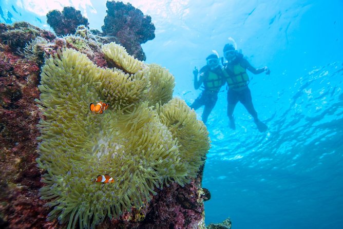 Miyakojima / Snorkel Tour to Enjoy Coral and Fish - Key Takeaways