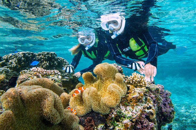 Miyakojima / Snorkel Tour to Enjoy Coral and Fish - Maximum Travelers and Pricing