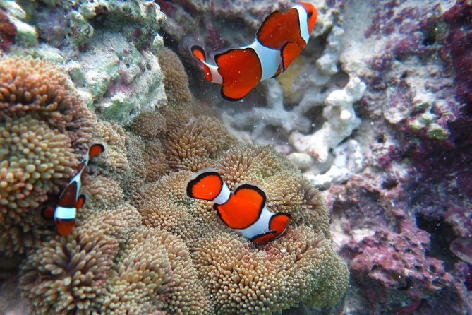 [Miyakojima Snorkel] Private Tour From 2 People Enjoy From 3 Years Old! Enjoy Nemo, Coral and Miyako Blue - Key Takeaways