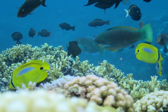 [Miyakojima Snorkel] Private Tour From 2 People Enjoy From 3 Years Old! Enjoy Nemo, Coral and Miyako Blue - Frequently Asked Questions