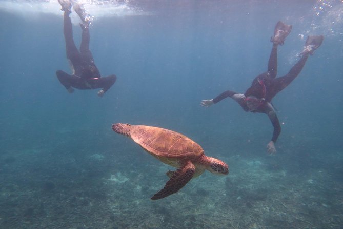 [Miyakojima Snorkel] Private Tour From 2 People Go to Meet Cute Sea Turtle - Key Takeaways