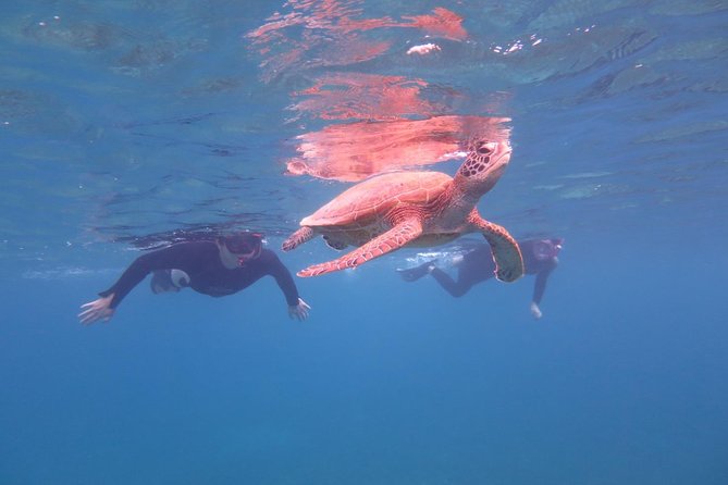 [Miyakojima Snorkel] Private Tour From 2 People Go to Meet Cute Sea Turtle - Cancellation Policy