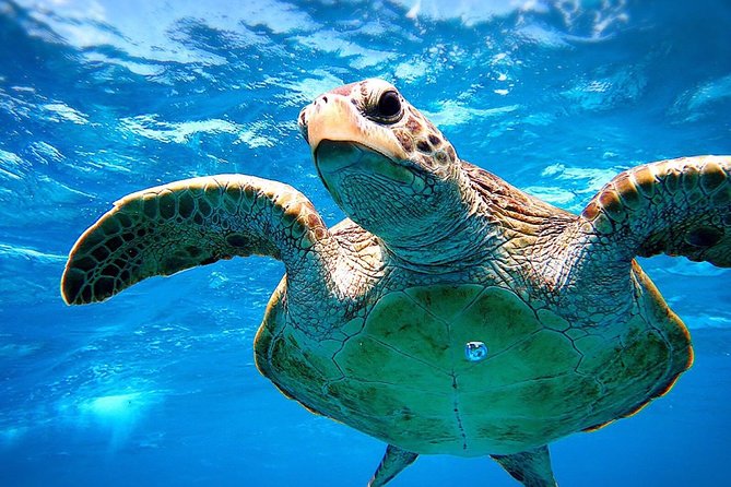 [Miyakojima Snorkel] Private Tour From 2 People Go to Meet Cute Sea Turtle - Additional Information