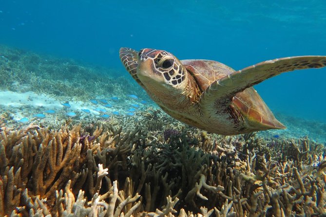 [Miyakojima Snorkel] Private Tour From 2 People Go to Meet Cute Sea Turtle - Requirements