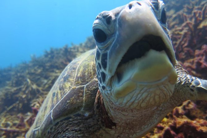 [Miyakojima, Diving Experience] Completely Charter Than 2 People Sea Turtle and Shark Sometimes Madaratobiei! Skin Diving at Deeper Points - Key Takeaways