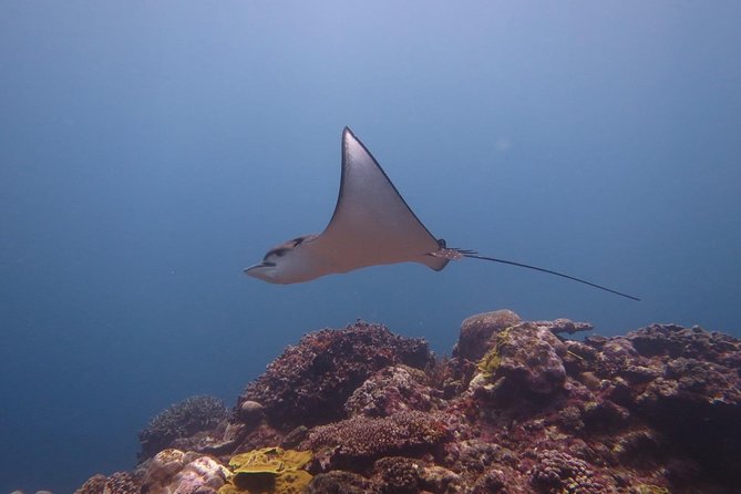 [Miyakojima, Diving Experience] Completely Charter Than 2 People Sea Turtle and Shark Sometimes Madaratobiei! Skin Diving at Deeper Points - Meeting Point and Pickup Details