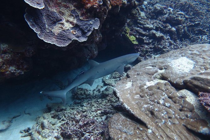 [Miyakojima, Diving Experience] Completely Charter Than 2 People Sea Turtle and Shark Sometimes Madaratobiei! Skin Diving at Deeper Points - Important Information and Guidelines