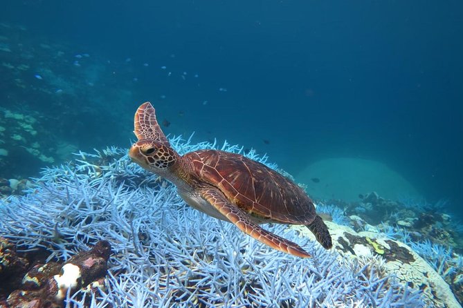 [Miyakojima, Diving Experience] Completely Charter Than 2 People Sea Turtle and Shark Sometimes Madaratobiei! Skin Diving at Deeper Points - Pricing, Booking, and Flexibility