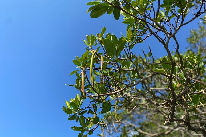 Mangrove SUP in Okinawa - Cancellation Policy and Reservation