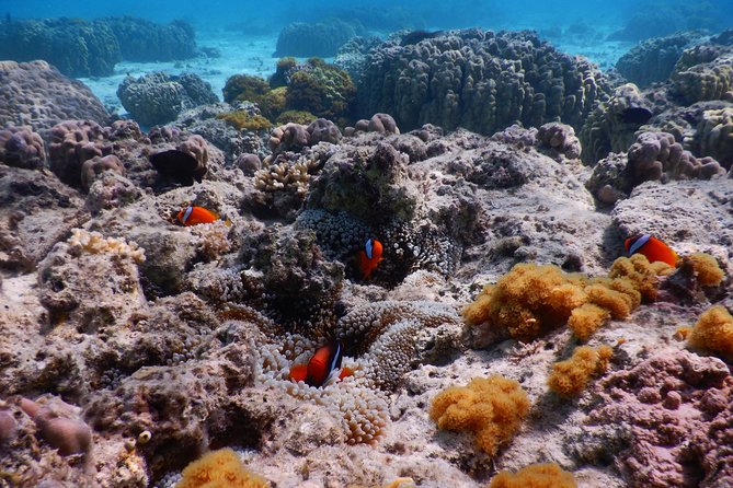 Half-Day Kayak Tour on the Kerama Islands and Zamami Island - Cancellation Policy Details