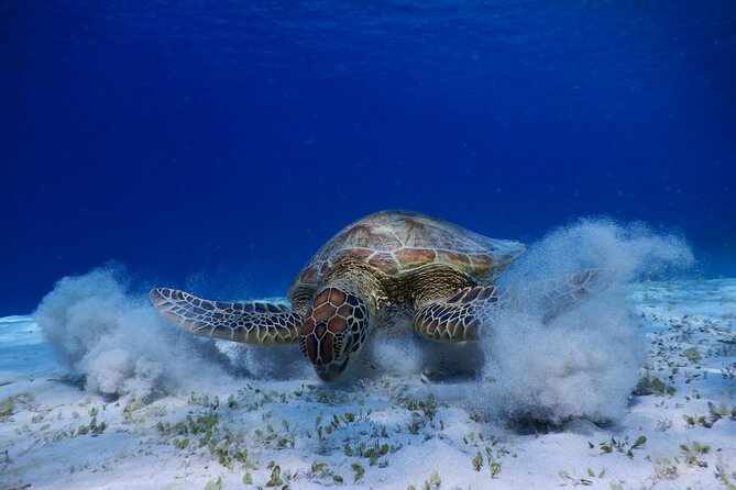 Sea Turtle Snorkel at Kerama Islands and Zamami Island - Transportation and Logistics