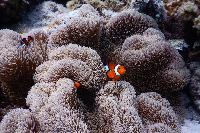 Sea Turtle Snorkel at Kerama Islands and Zamami Island - Conclusion