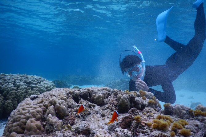 Sea Turtle Snorkel at Kerama Islands and Zamami Island - Directions to Kerama Kayak Center