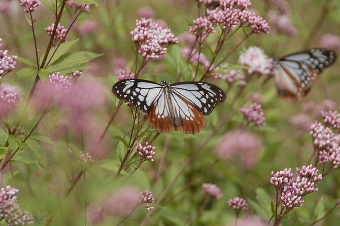 Nature Observation, Tumulus, Arts, Kobo Trails Tour of Sakushima - Additional Information