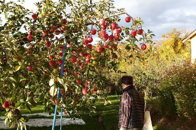 Apple Picking and Hirosaki Full Day Private Tour - Cancellation Policy