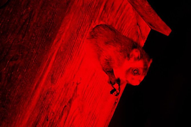 Wild Japanese Flying Squirrel Watching Tour in Nagano - End Point and Additional Information