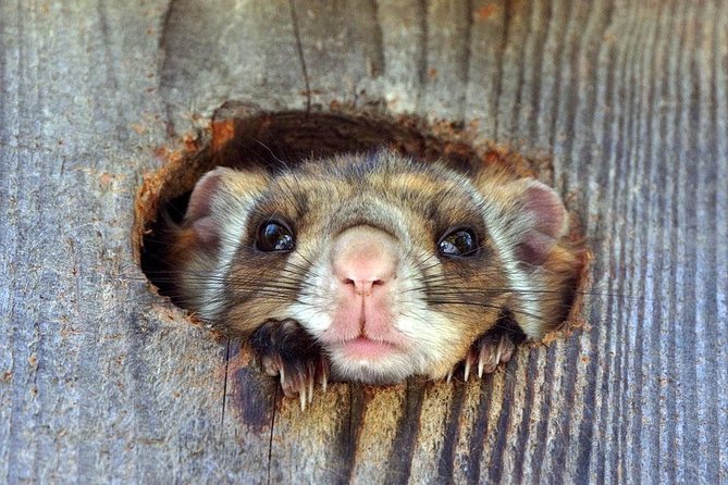 Wild Japanese Flying Squirrel Watching Tour in Nagano - Last Words