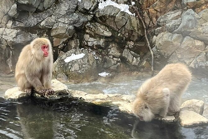 Nagano Full Day Tour Jigokudani Snow Monkey Park Zenkoji Temple - Itinerary Highlights