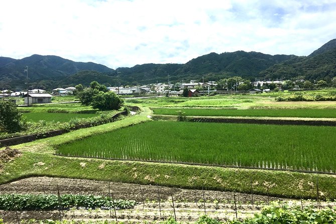 Full-Day Unique Sumo Experience in Katsuragi, Nara - Lunch Details