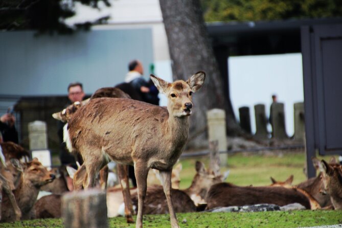 Full Day Kyoto and Nara Guided Tour - Key Takeaways