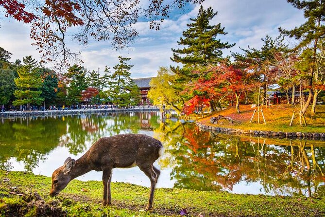 One Day Customized Self-Guided Tour in Nara - Tour Details