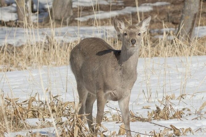 Furepe Waterfall Snowshoe and Wildlife Watching Activity - Meeting Point and Gear