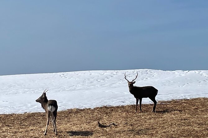 Private Snow Shoe Tour in Shiretoko National Park - Inclusions