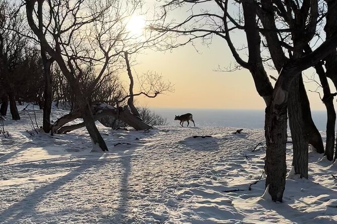 Private Snow Shoe Tour in Shiretoko National Park - Meeting and Pickup