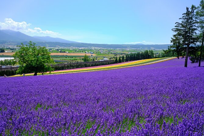 All-you-can-eat Yubari Melons & Hokkaido Lavender Tour - Meeting Point and Schedule