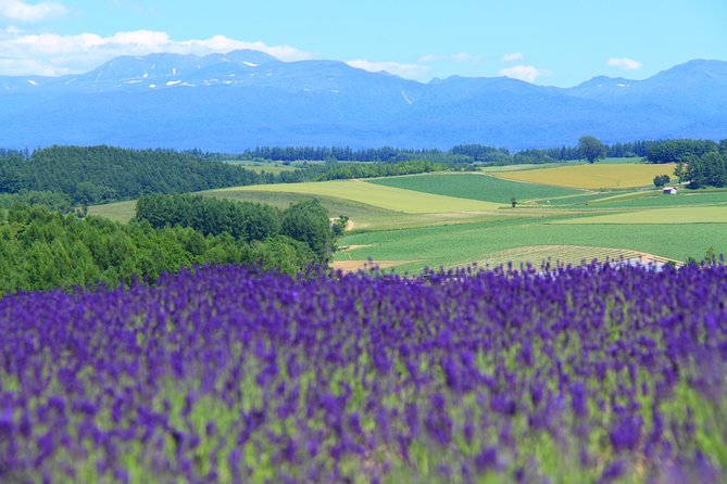 Private Car Tour of Furano and Biei in Hokkaido With Local Guide - Key Takeaways