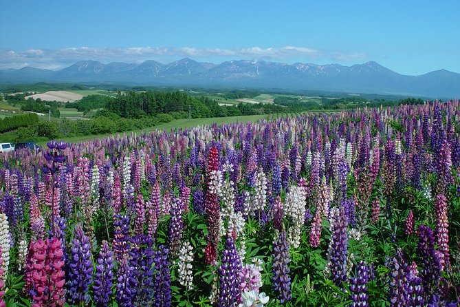 Private Car Tour of Furano and Biei in Hokkaido With Local Guide - Conclusion