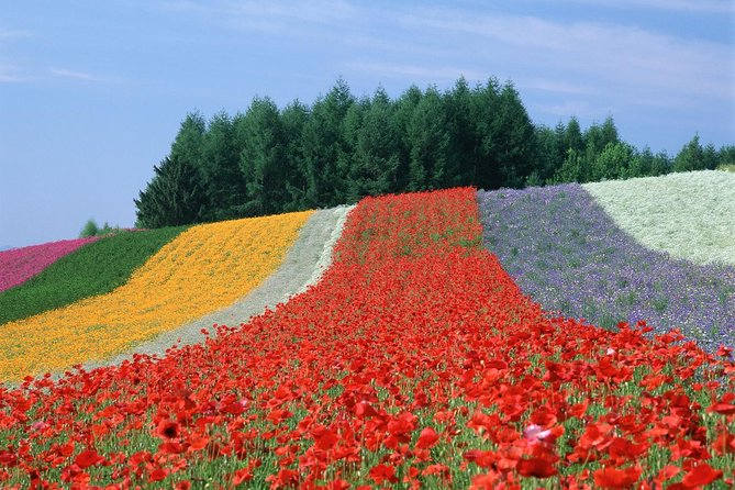 Private Car Tour of Furano and Biei in Hokkaido With Local Guide - Customer Reviews