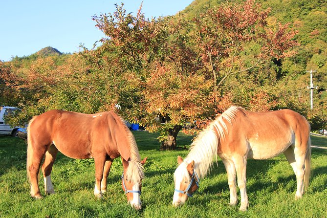 Horseback-Riding in a Country Side in Sapporo - Private Transfer Is Included - Price