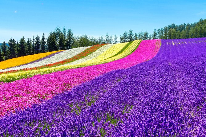 Hokkaido Highlights of Flower Blossom, Asahiyama Zoo & Blue Pond "Aoi-ike"! - Traveler Reviews