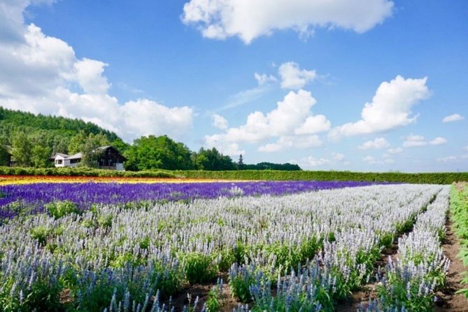 Hokkaido Highlights of Flower Blossom, Asahiyama Zoo & Blue Pond "Aoi-ike"! - Blue Pond Aoi-ike Visit