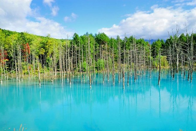 A Relaxing Day for Furano, Biei Blue Pond& Local Curry Lunch in Hokkaido! - Conclusion