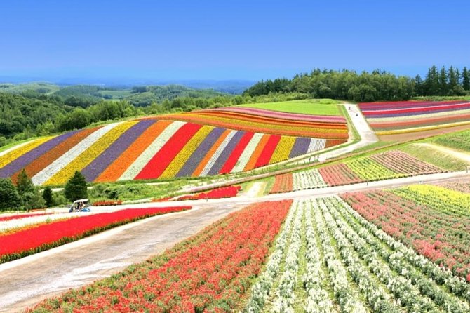 A Relaxing Day for Furano, Biei Blue Pond& Local Curry Lunch in Hokkaido! - Recommendations