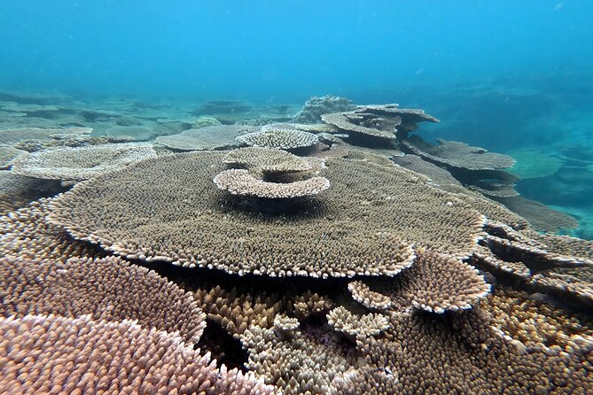 Kayak & Snorkel: Private Tour in Yanbaru, North Okinawa - Pricing and Booking