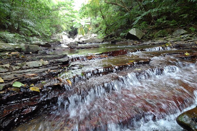 Jungle River Trek: Private Tour in Yanbaru, North Okinawa - Meeting and Pickup