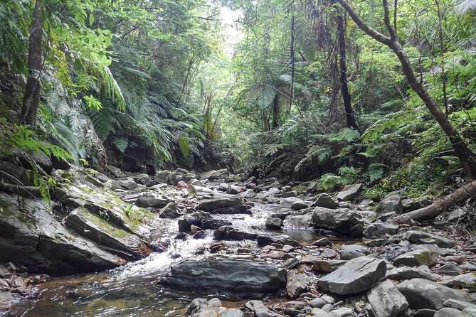 Jungle River Trek: Private Tour in Yanbaru, North Okinawa - Frequently Asked Questions