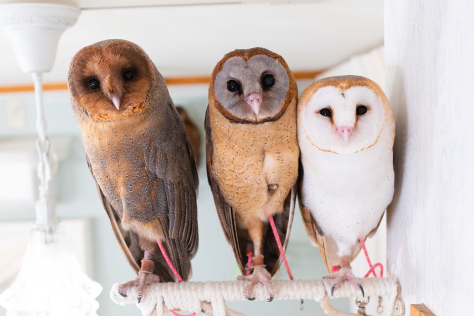 Owl Cafe Tokyo Akiba Fukurou - Activity Details